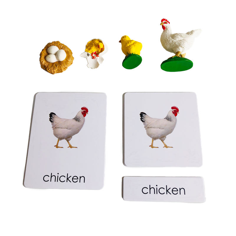 بطاقات ونماذج حيوانات دورة الح - مراجعة Kids Toys Cycle وسعره