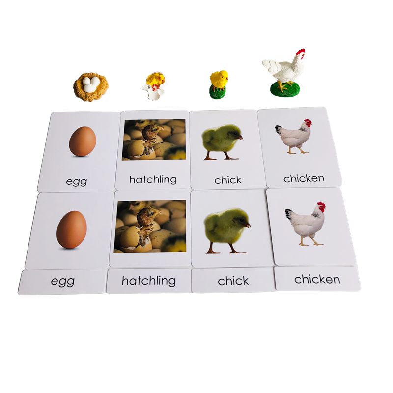 بطاقات ونماذج حيوانات دورة الح - مراجعة Kids Toys Cycle وسعره